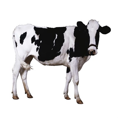Medium Katta