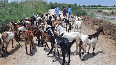GOAT qurbani