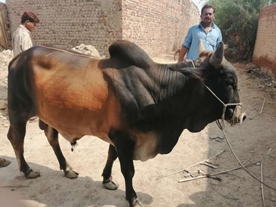 Qurbani Cow (Portion)