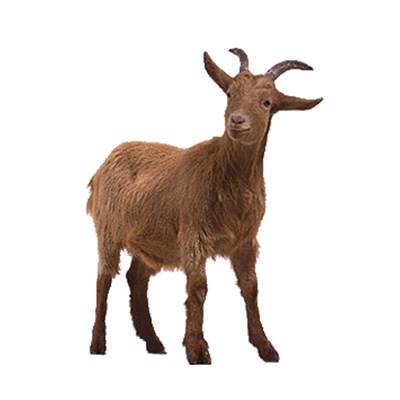23- 28 kg goat