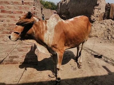 Full Cow Qurbani
