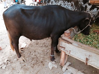 Medium Katta
