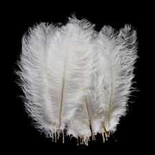 Natural Ostrich Feathers 14-22 inch (35-60cm) - White