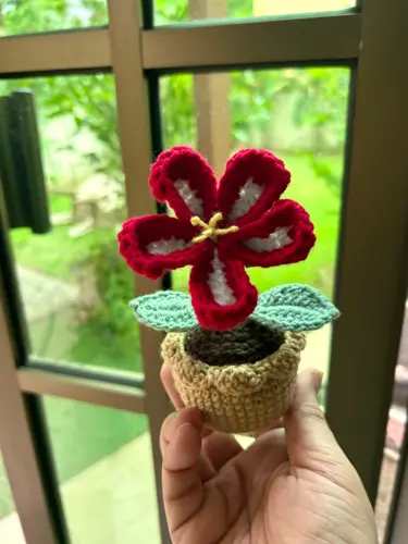 Hibiscus