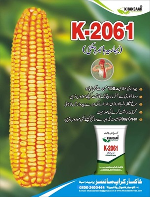 Hybrid Maize Seed