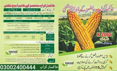 Hybrid Maize Seed