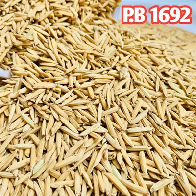 1692 Rice