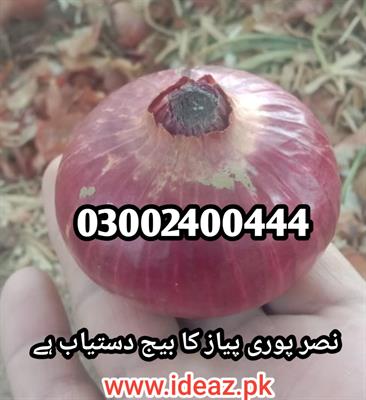 Nasar Pori Onion Seeds