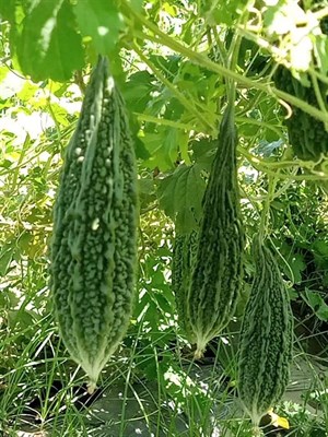 Hero F1 Hybrid Bitter Gourd