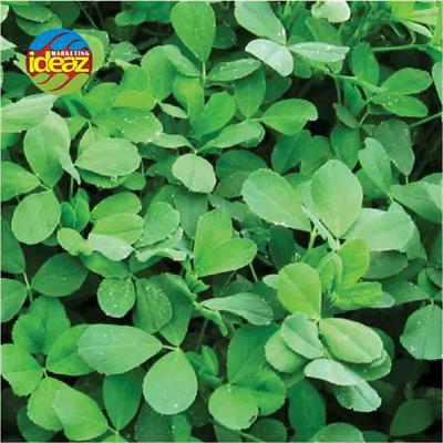 ALFALFA GRASS