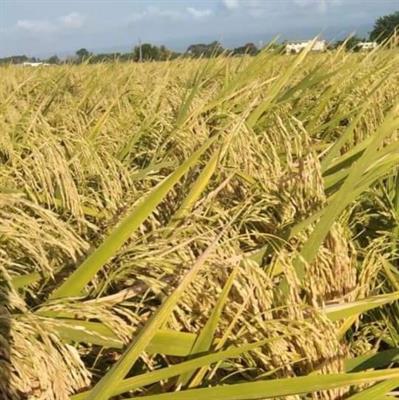 Rice Seed PB-1847
