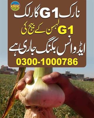NARC Garlic G1