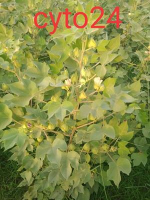 Cyto-24