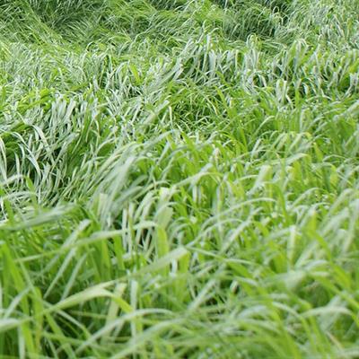 American Rye Grass