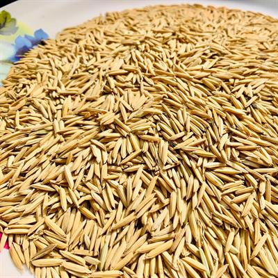 1692 Rice