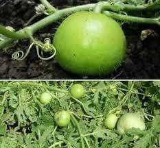 Hybrid Tinda Rock F1