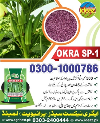 Okra Sp1