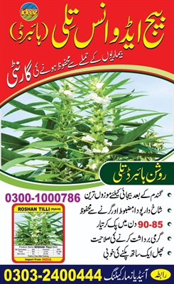 Hybrid Tilli
