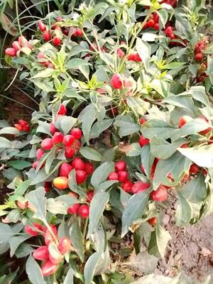Rupali F1 Hybrid (Longi Mirch)