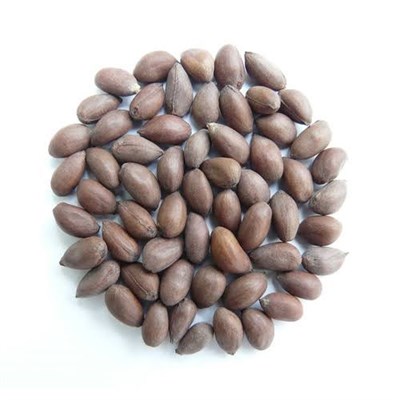Luxury Cotton Seed