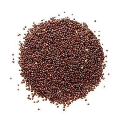 Hybride Mstard Seed