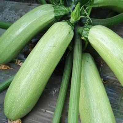 OBLONG SQUASH