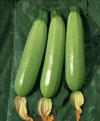 OBLONG SQUASH