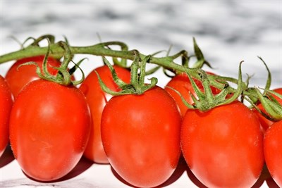 OVAL TOMATO