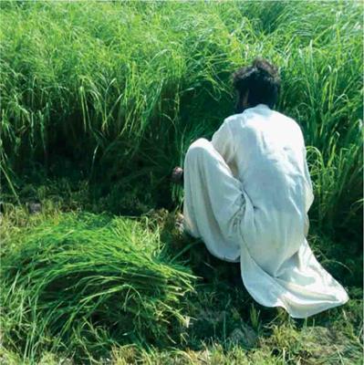 Glorious Rhodes Grass