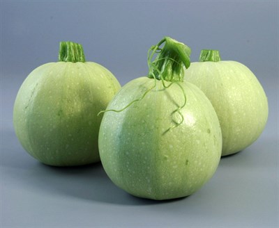 ROUND SQUASH 