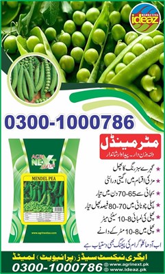Pea Seed