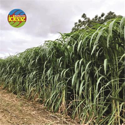 Super Nepier Grass CO5