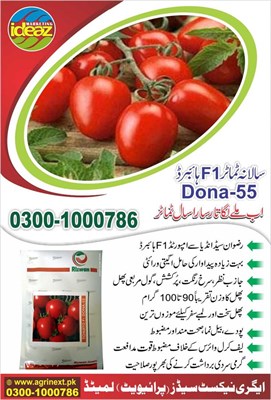 Round Tomato