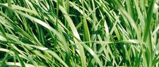 Ryegrass