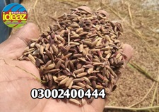 Black Rice