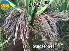 Black Rice