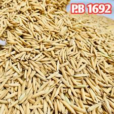 1692 Rice