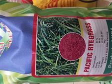 American Rye Grass