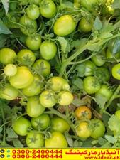 Nova F1 Hybrid (Tomato Seed)