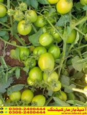 Nova F1 Hybrid (Tomato Seed)