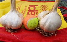 NARC Garlic G1