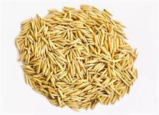 1692 Rice