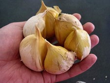 NARC Garlic G1