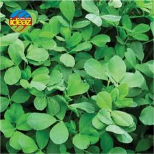 ALFALFA GRASS