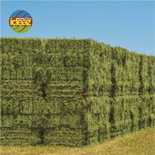 ALFALFA GRASS