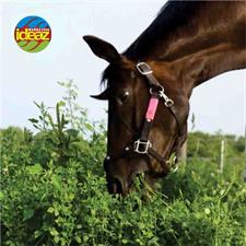 ALFALFA GRASS