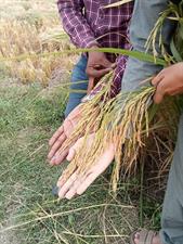 Al Khalid Basmati Rice 