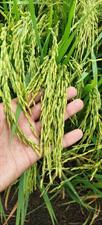 1692 Rice