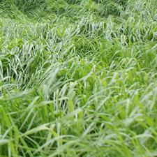 American Rye Grass