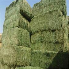 Glorious Rhodes Grass